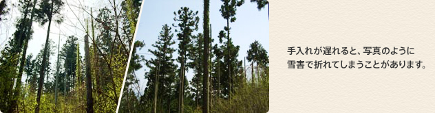 手入れが遅れると、雪害で木々の枝が折れてしまうことがあります。