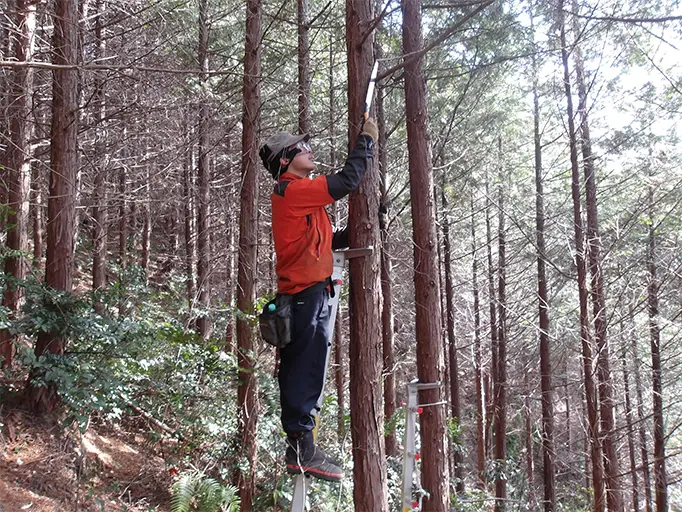 枝打ち作業の様子の写真