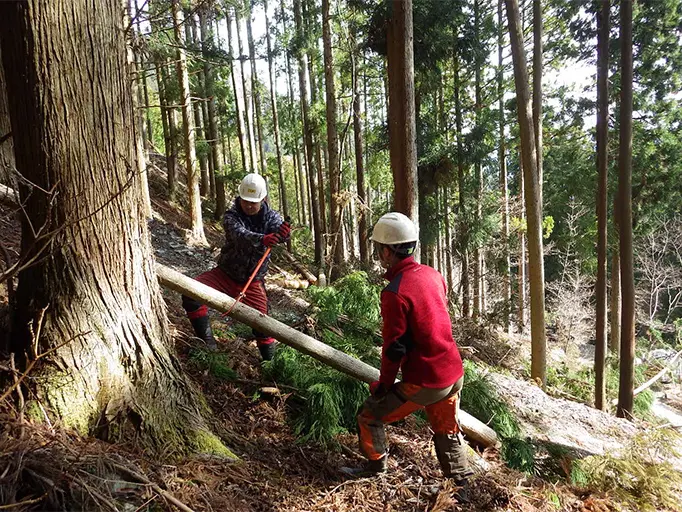 除伐作業の様子の写真