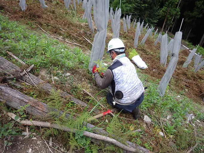 ツリーシェルターを利用した新植作業の様子の写真