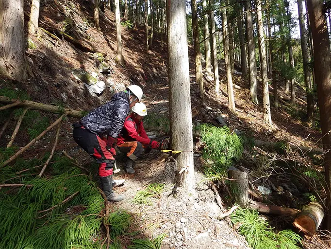 木材伐採指導状況の様子の写真